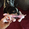Dog Pet Puppy Plush Sound Dog