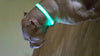 Glow LED Dog Pet Cat Flashing Light Up Nylon