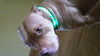 Glow LED Dog Pet Cat Flashing Light Up Nylon