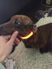 Nylon LED Pet Dog Collar,Night Safety Flashing Glow