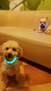 Nylon LED Pet Dog Collar,Night Safety Flashing Glow