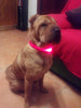 Nylon LED Pet Dog Collar,Night Safety Flashing Glow